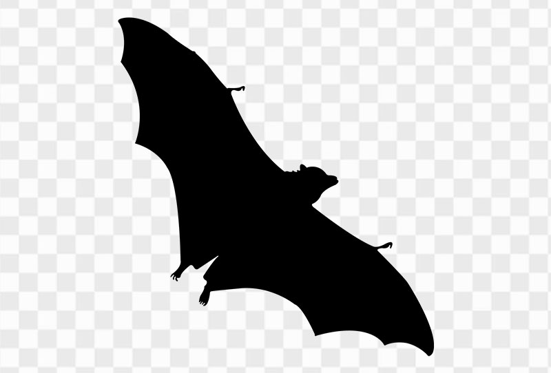 Flying Fox Huge Bat Silhouette Png Clipart Image Transparent Free Download