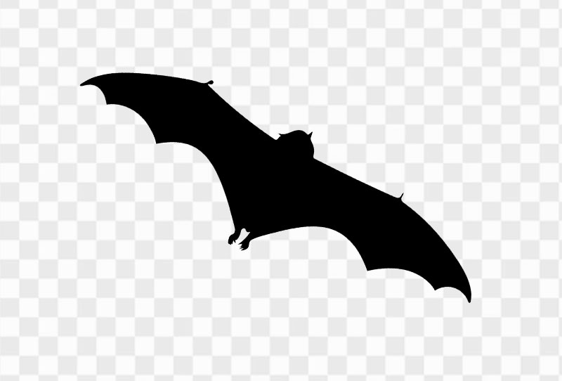 Black Silhouette Of Flying Bat Clipart Png On Transparent Background Free Download