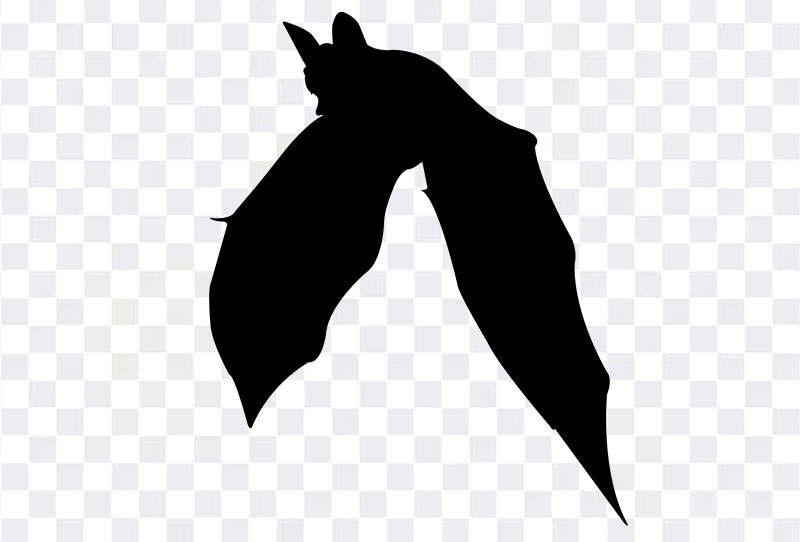 Flying Fox Huge Bat Silhouette Png Clipart Image Transparent Free Download