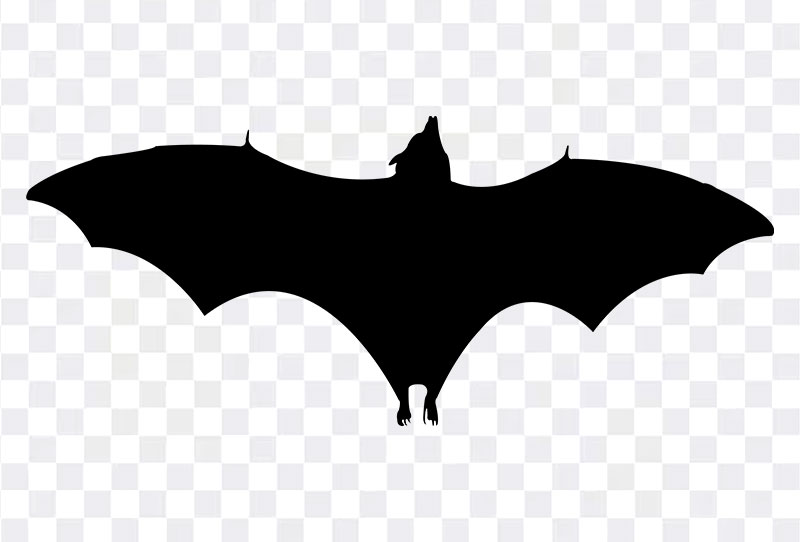 Black Bat Silhouette Clipart Png Transparent Background Free Download