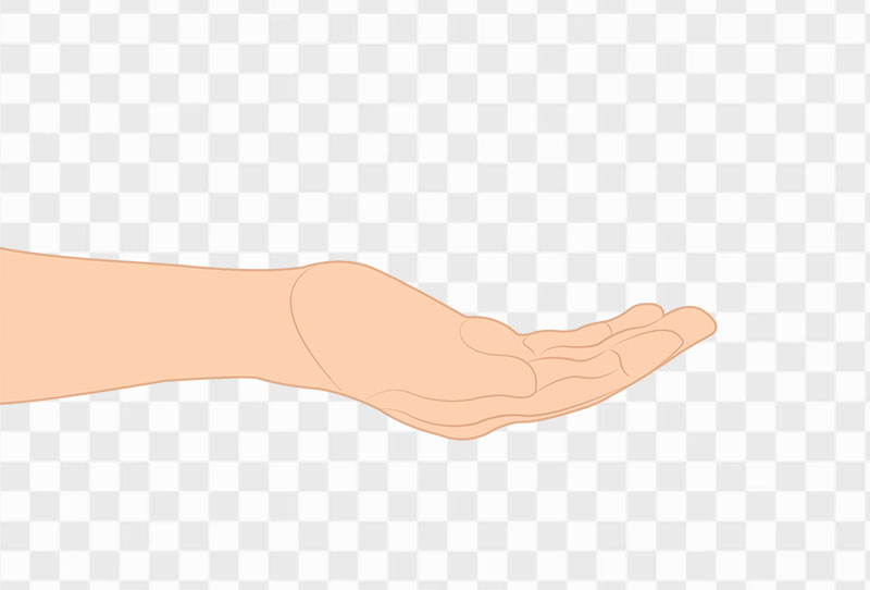 Cartoon Hand Palm Up Vector Clipart Png Image On Transparent Background For Free Download