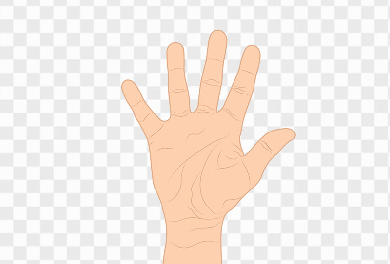 Five Fingers Right Hand Cartoon Vector Png Clipart Transparent Image For Free Download