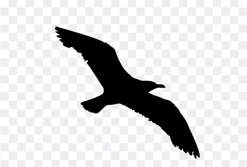 Eagle Bird Silhouette Vector Png Transparent Image For Free Download