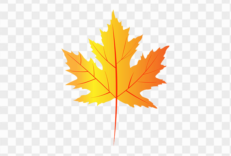 Download Autumn Leaf Vector Illustration Png Free Image