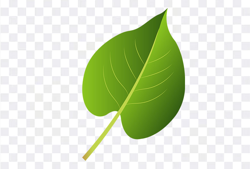 Botanical Green Leaf Vector Clipart Png Transparent Image Free Download