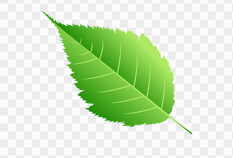 Free Green Leaf Vector Clipart Png Transparent Image For Free Download