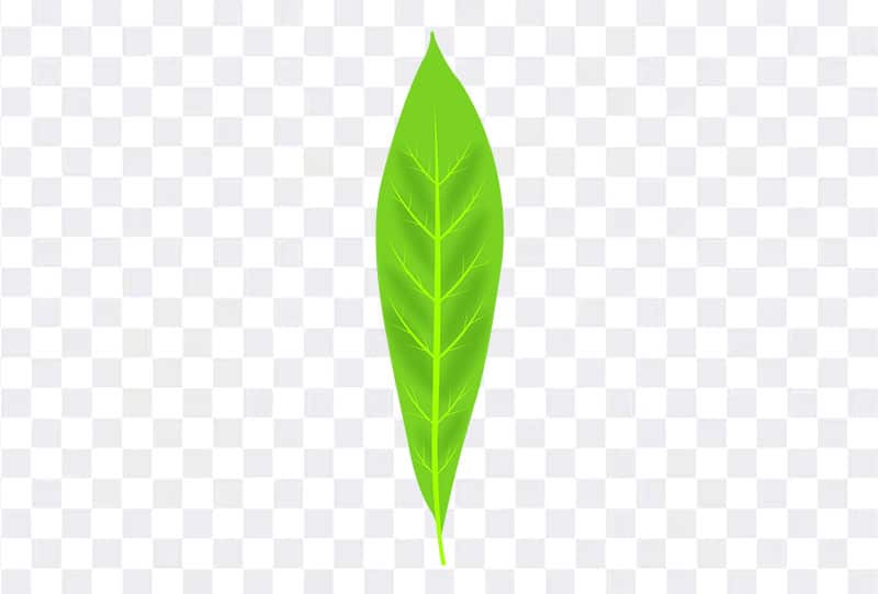 Download Single Green Leaf Vector Illustration Png Free Image
