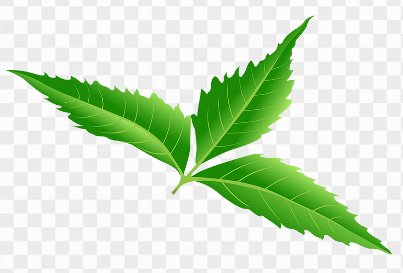 Neem Leaf Vector Illustration Png Transparent Image For Free Download