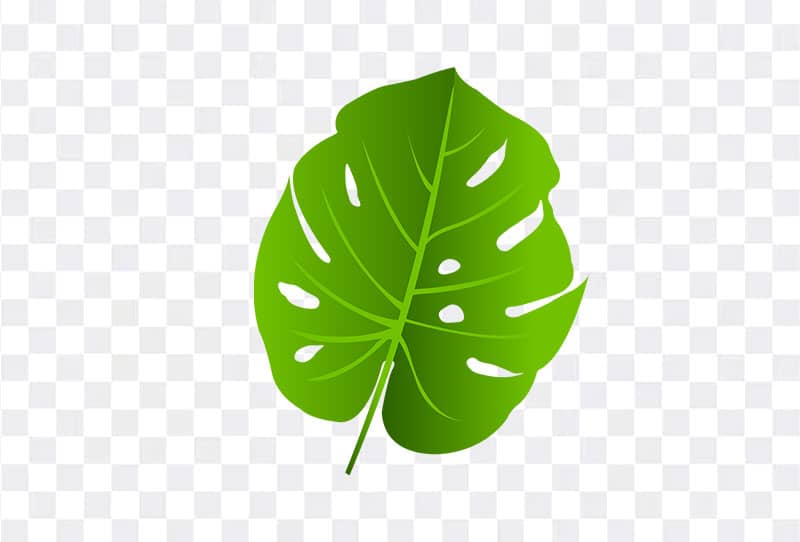 Monstera Leaf Vector Clipart Png Transparent Image Free Download