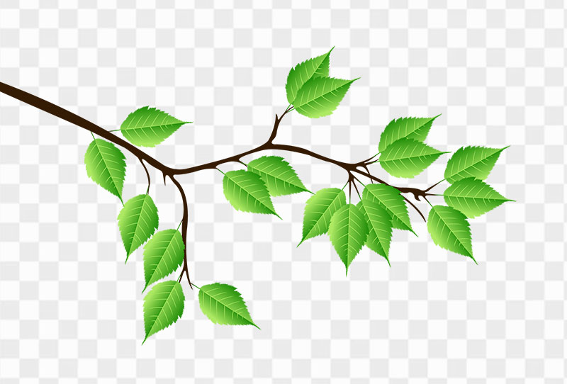 Tree Branch Vector Png Transparent Image For Free Download