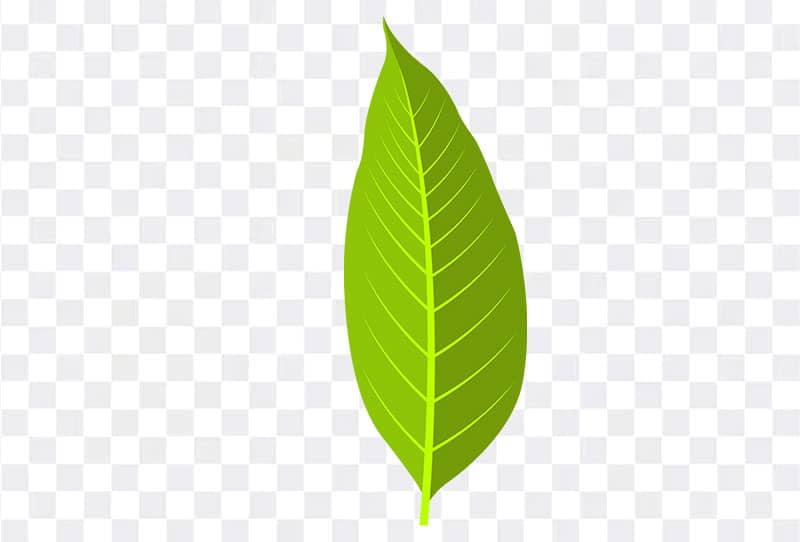 Green Leaf Clipart Illustration Png Transparent Image Free Download